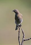 Western Bluebird